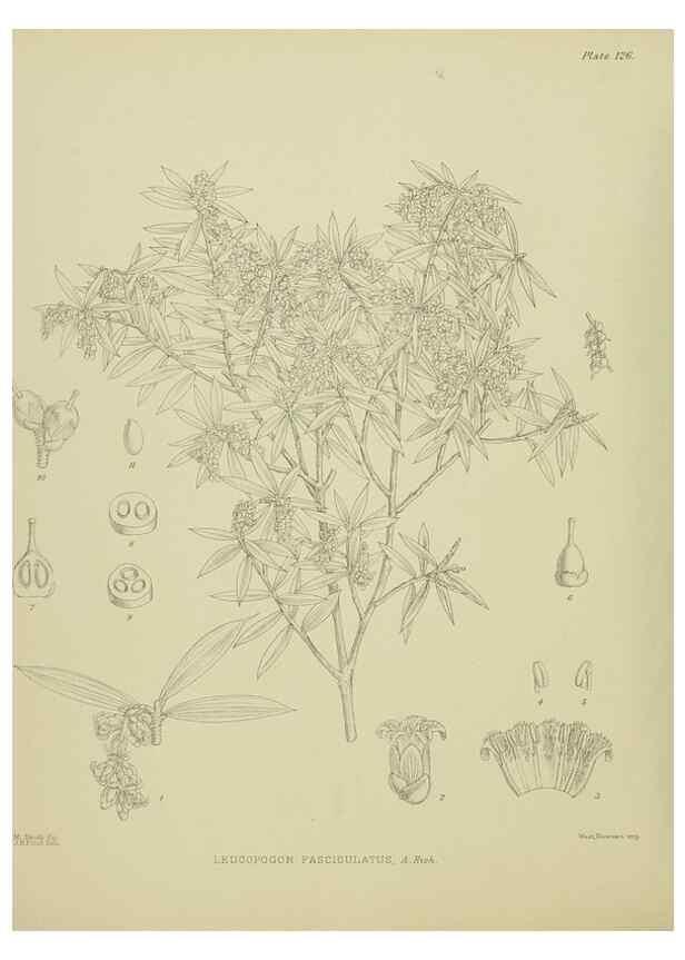 Reproducción/Reproduction 23921329056: Illustrations of the New Zealand flora /. Wellington :John Mackay, Govt. Printer,1914.