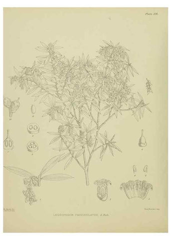 Reproducción/Reproduction 23921329056: Illustrations of the New Zealand flora /. Wellington :John Mackay, Govt. Printer,1914.