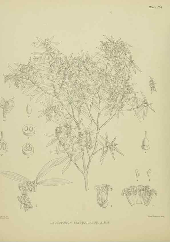 Reproducción/Reproduction 23921329056: Illustrations of the New Zealand flora /. Wellington :John Mackay, Govt. Printer,1914.