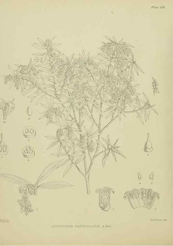 Reproducción/Reproduction 23921329056: Illustrations of the New Zealand flora /. Wellington :John Mackay, Govt. Printer,1914.