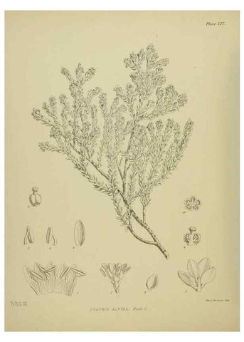 Reproducción/Reproduction 23320637713: Illustrations of the New Zealand flora /. Wellington :John Mackay, Govt. Printer,1914.