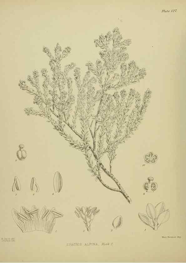 Reproducción/Reproduction 23320637713: Illustrations of the New Zealand flora /. Wellington :John Mackay, Govt. Printer,1914.