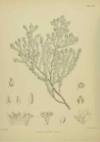 Reproducción/Reproduction 23320637713: Illustrations of the New Zealand flora /. Wellington :John Mackay, Govt. Printer,1914.