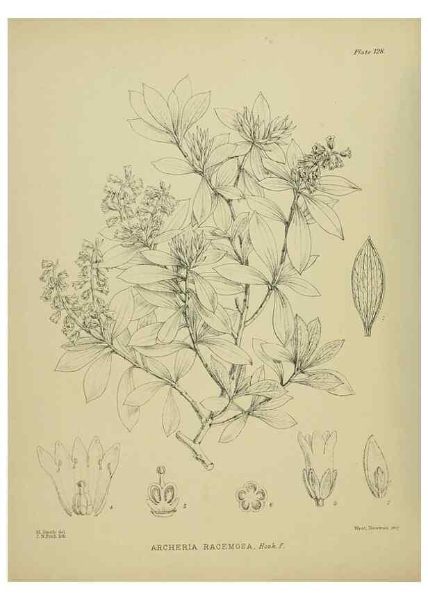 Reproducción/Reproduction 23921333946: Illustrations of the New Zealand flora /. Wellington :John Mackay, Govt. Printer,1914.