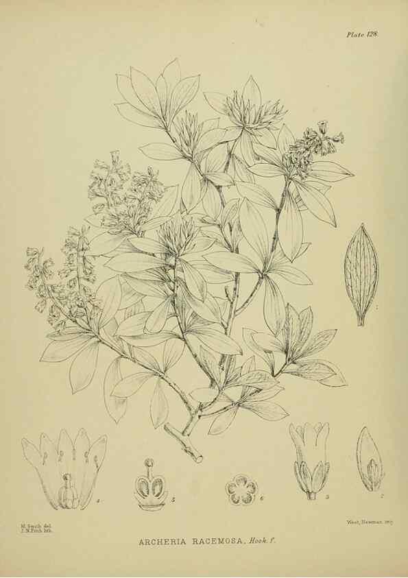 Reproducción/Reproduction 23921333946: Illustrations of the New Zealand flora /. Wellington :John Mackay, Govt. Printer,1914.