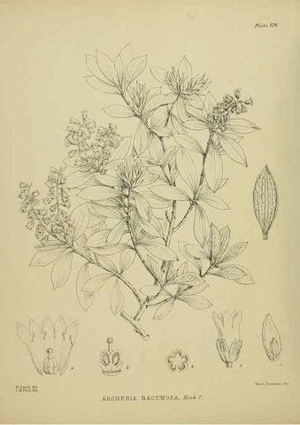 Reproducción/Reproduction 23921333946: Illustrations of the New Zealand flora /. Wellington :John Mackay, Govt. Printer,1914.
