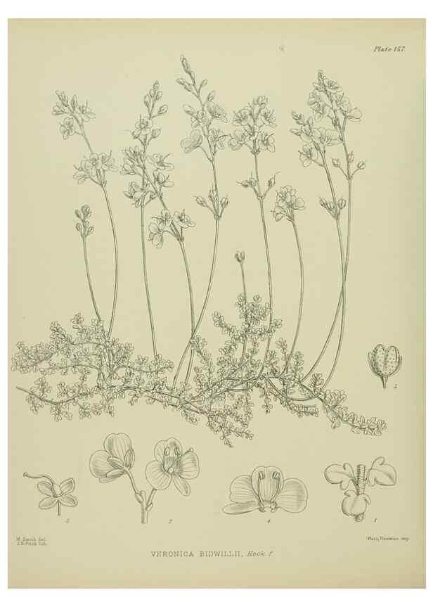 Reproducción/Reproduction 23921413946: Illustrations of the New Zealand flora /. Wellington :John Mackay, Govt. Printer,1914.