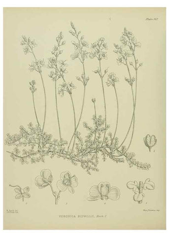 Reproducción/Reproduction 23921413946: Illustrations of the New Zealand flora /. Wellington :John Mackay, Govt. Printer,1914.