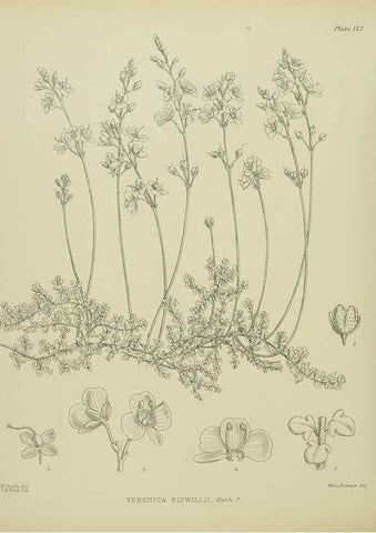 Reproducción/Reproduction 23921413946: Illustrations of the New Zealand flora /. Wellington :John Mackay, Govt. Printer,1914.