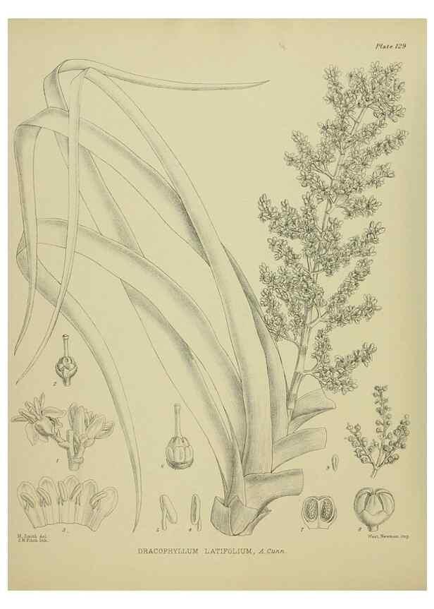 Reproducción/Reproduction 23320642933: Illustrations of the New Zealand flora /. Wellington :John Mackay, Govt. Printer,1914.