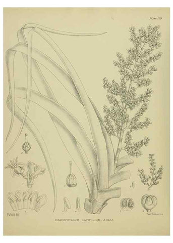 Reproducción/Reproduction 23320642933: Illustrations of the New Zealand flora /. Wellington :John Mackay, Govt. Printer,1914.