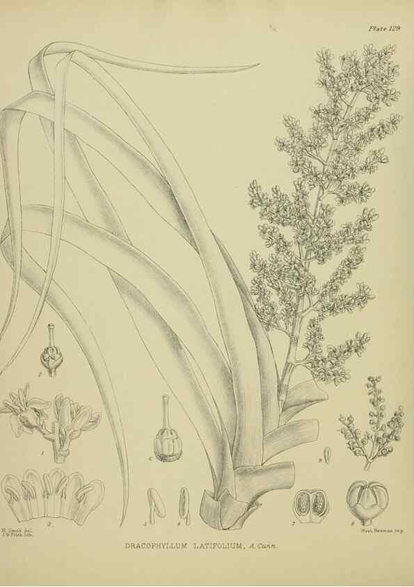 Reproducción/Reproduction 23320642933: Illustrations of the New Zealand flora /. Wellington :John Mackay, Govt. Printer,1914.