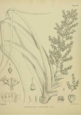 Reproducción/Reproduction 23320642933: Illustrations of the New Zealand flora /. Wellington :John Mackay, Govt. Printer,1914.