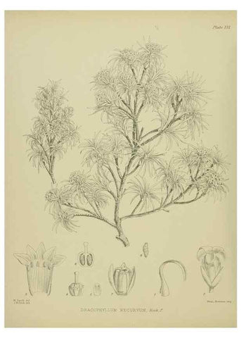 Reproducción/Reproduction 23320648293: Illustrations of the New Zealand flora /. Wellington :John Mackay, Govt. Printer,1914.