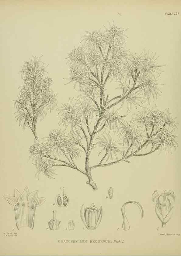 Reproducción/Reproduction 23320648293: Illustrations of the New Zealand flora /. Wellington :John Mackay, Govt. Printer,1914.