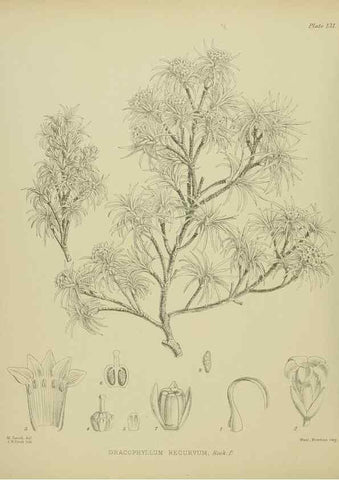 Reproducción/Reproduction 23320648293: Illustrations of the New Zealand flora /. Wellington :John Mackay, Govt. Printer,1914.