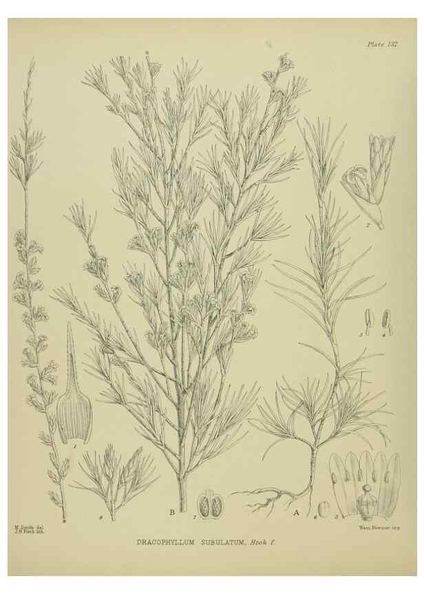 Reproducción/Reproduction 23651763780: Illustrations of the New Zealand flora /. Wellington :John Mackay, Govt. Printer,1914.