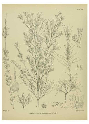Reproducción/Reproduction 23651763780: Illustrations of the New Zealand flora /. Wellington :John Mackay, Govt. Printer,1914.