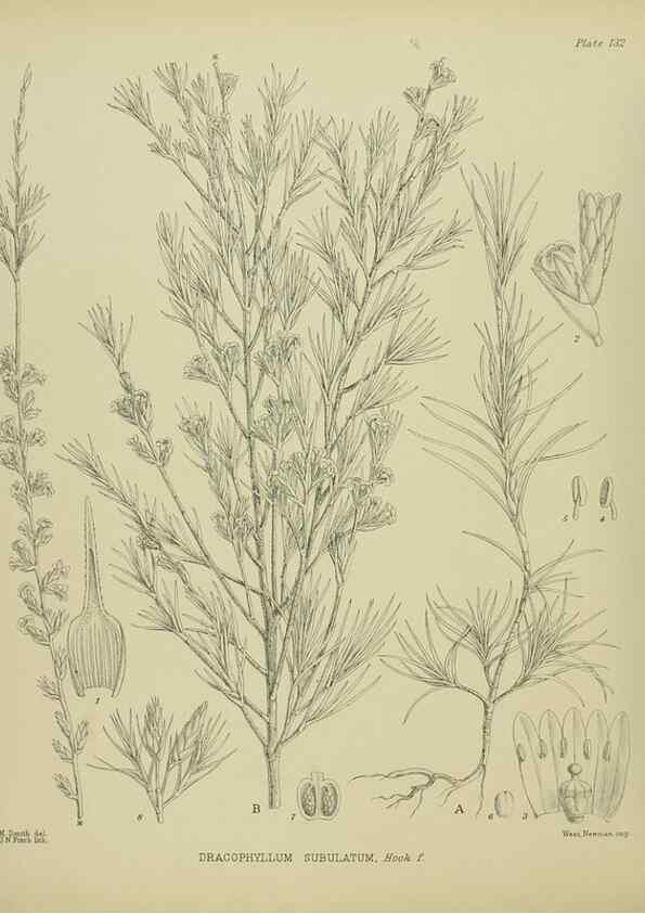 Reproducción/Reproduction 23651763780: Illustrations of the New Zealand flora /. Wellington :John Mackay, Govt. Printer,1914.