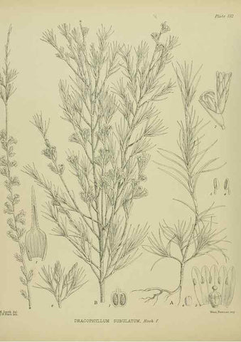 Reproducción/Reproduction 23651763780: Illustrations of the New Zealand flora /. Wellington :John Mackay, Govt. Printer,1914.