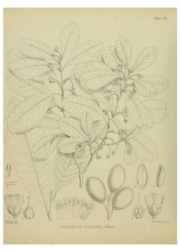 Reproducción/Reproduction 23320653293: Illustrations of the New Zealand flora /. Wellington :John Mackay, Govt. Printer,1914.