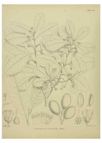 Reproducción/Reproduction 23320653293: Illustrations of the New Zealand flora /. Wellington :John Mackay, Govt. Printer,1914.