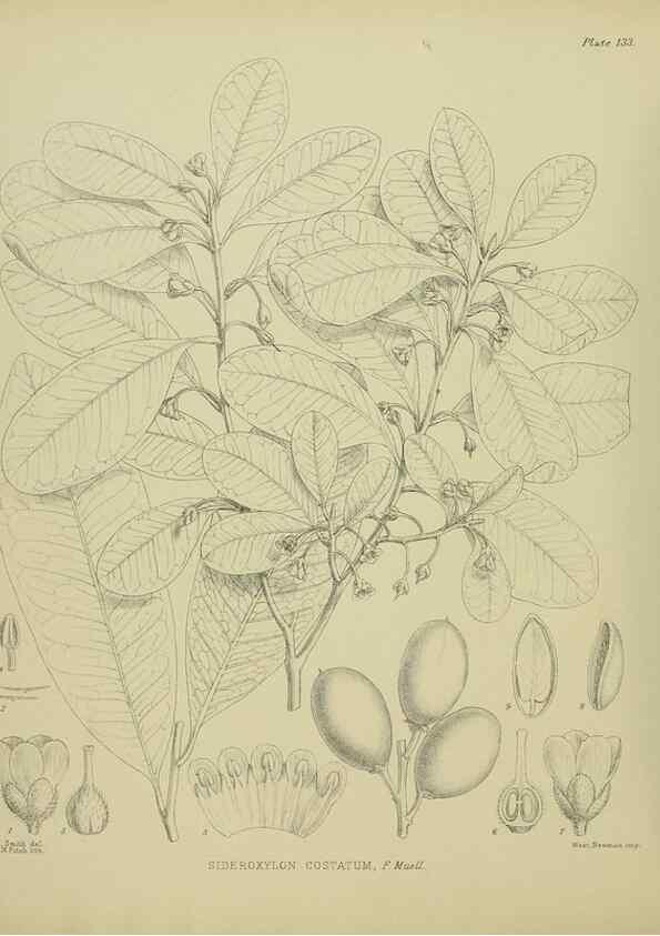 Reproducción/Reproduction 23320653293: Illustrations of the New Zealand flora /. Wellington :John Mackay, Govt. Printer,1914.