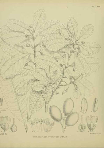 Reproducción/Reproduction 23320653293: Illustrations of the New Zealand flora /. Wellington :John Mackay, Govt. Printer,1914.
