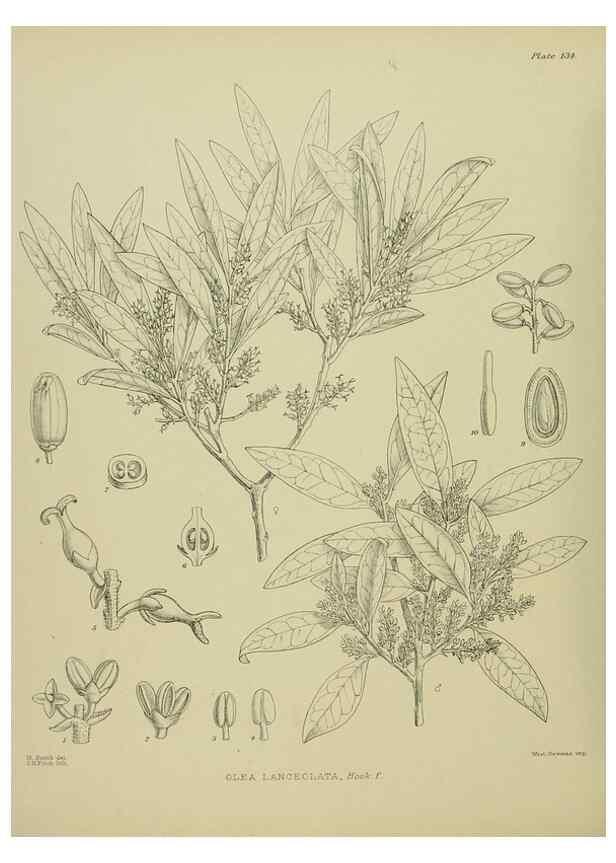 Reproducción/Reproduction 23319199254: Illustrations of the New Zealand flora /. Wellington :John Mackay, Govt. Printer,1914.