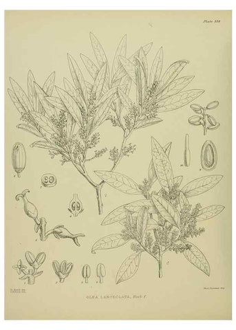 Reproducción/Reproduction 23319199254: Illustrations of the New Zealand flora /. Wellington :John Mackay, Govt. Printer,1914.