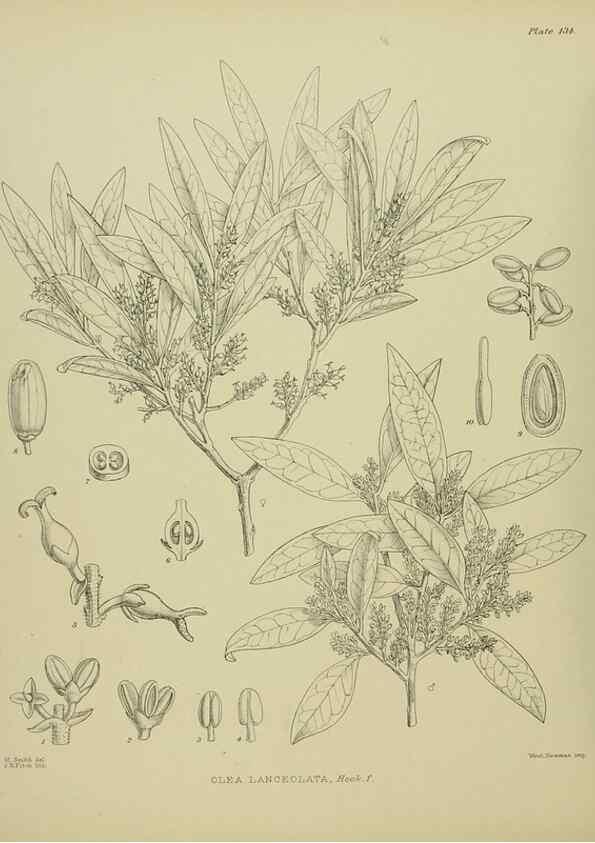 Reproducción/Reproduction 23319199254: Illustrations of the New Zealand flora /. Wellington :John Mackay, Govt. Printer,1914.