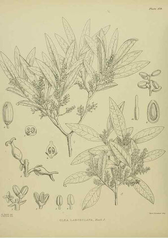 Reproducción/Reproduction 23319199254: Illustrations of the New Zealand flora /. Wellington :John Mackay, Govt. Printer,1914.