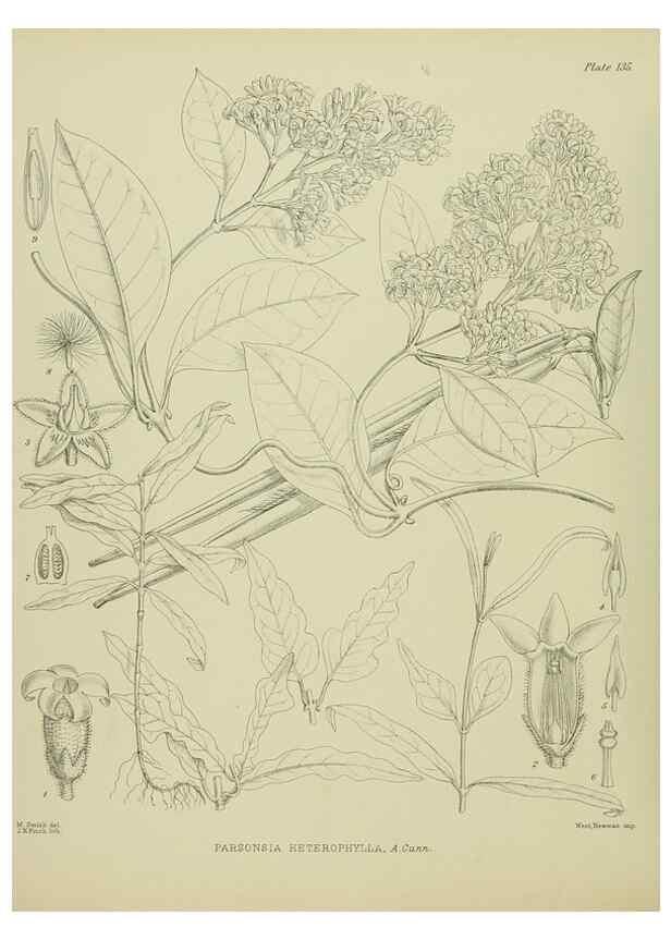 Reproducción/Reproduction 23839175922: Illustrations of the New Zealand flora /. Wellington :John Mackay, Govt. Printer,1914.