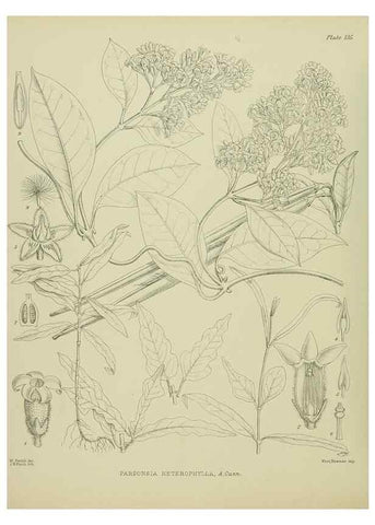 Reproducción/Reproduction 23839175922: Illustrations of the New Zealand flora /. Wellington :John Mackay, Govt. Printer,1914.