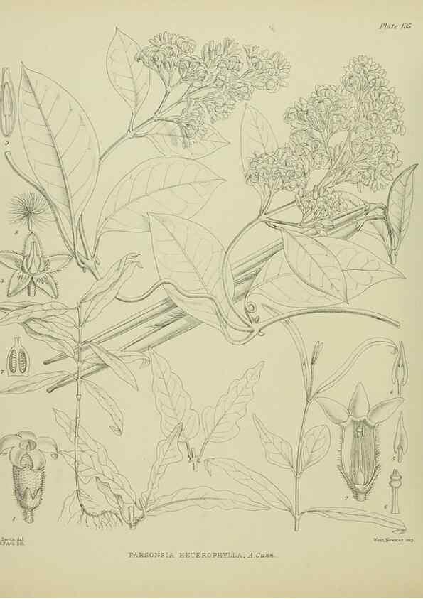 Reproducción/Reproduction 23839175922: Illustrations of the New Zealand flora /. Wellington :John Mackay, Govt. Printer,1914.