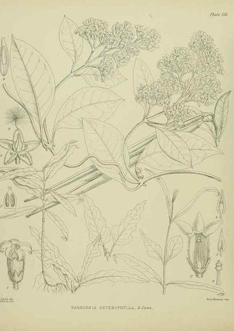Reproducción/Reproduction 23839175922: Illustrations of the New Zealand flora /. Wellington :John Mackay, Govt. Printer,1914.
