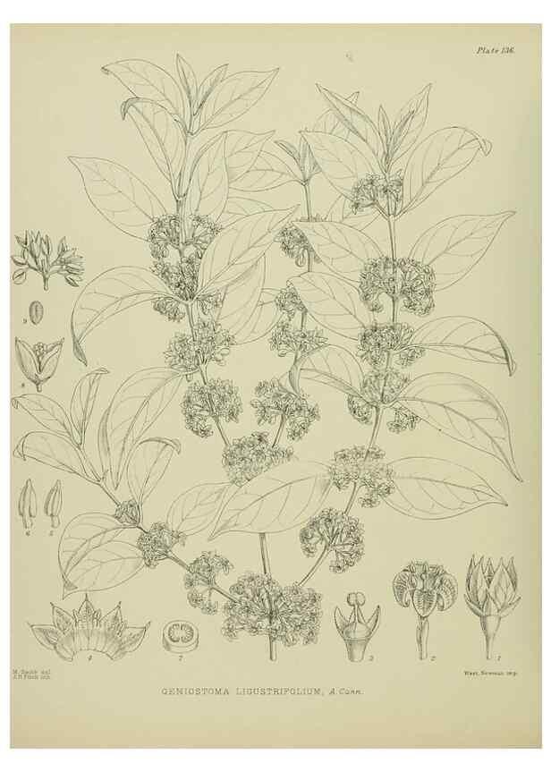Reproducción/Reproduction 23864931131: Illustrations of the New Zealand flora /. Wellington :John Mackay, Govt. Printer,1914.