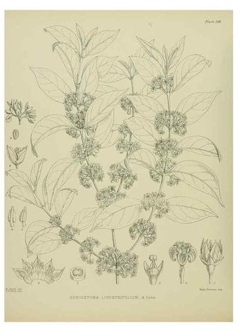 Reproducción/Reproduction 23864931131: Illustrations of the New Zealand flora /. Wellington :John Mackay, Govt. Printer,1914.