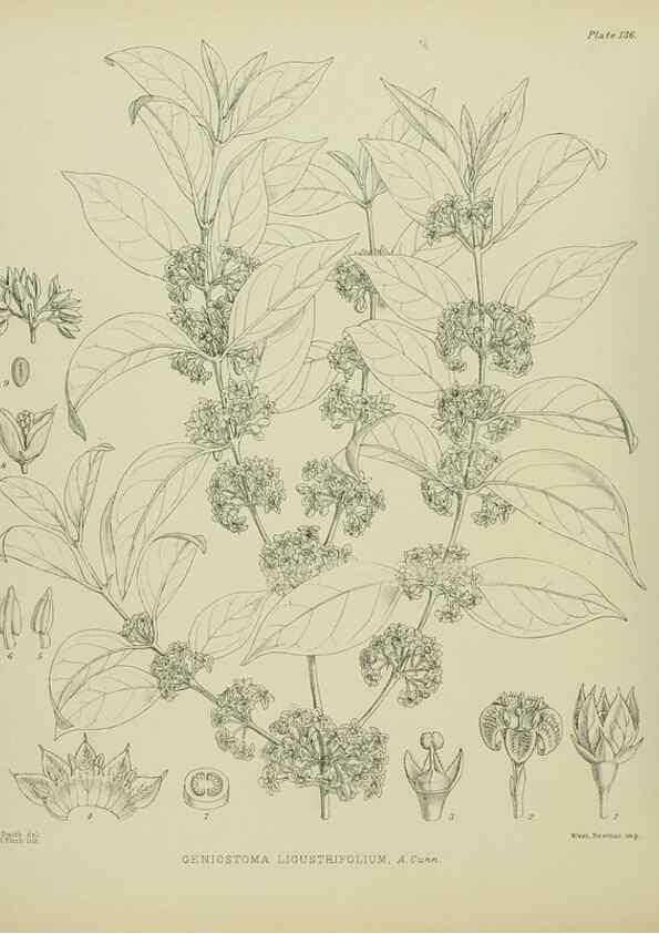 Reproducción/Reproduction 23864931131: Illustrations of the New Zealand flora /. Wellington :John Mackay, Govt. Printer,1914.