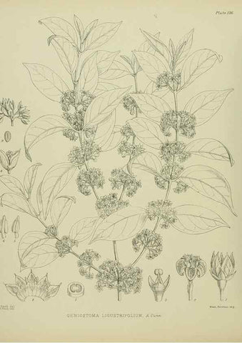 Reproducción/Reproduction 23864931131: Illustrations of the New Zealand flora /. Wellington :John Mackay, Govt. Printer,1914.