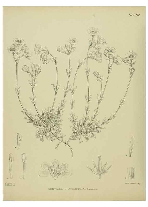 Reproducción/Reproduction 23864933181: Illustrations of the New Zealand flora /. Wellington :John Mackay, Govt. Printer,1914.