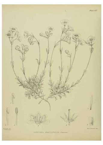 Reproducción/Reproduction 23864933181: Illustrations of the New Zealand flora /. Wellington :John Mackay, Govt. Printer,1914.