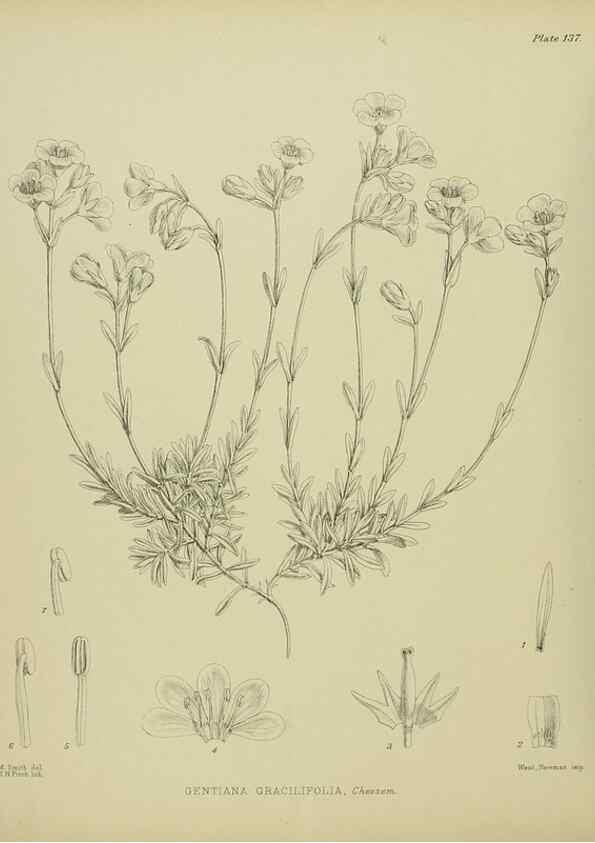 Reproducción/Reproduction 23864933181: Illustrations of the New Zealand flora /. Wellington :John Mackay, Govt. Printer,1914.