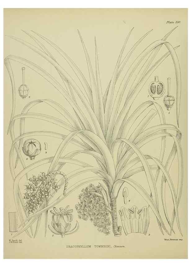 Reproducción/Reproduction 23839161382: Illustrations of the New Zealand flora /. Wellington :John Mackay, Govt. Printer,1914.