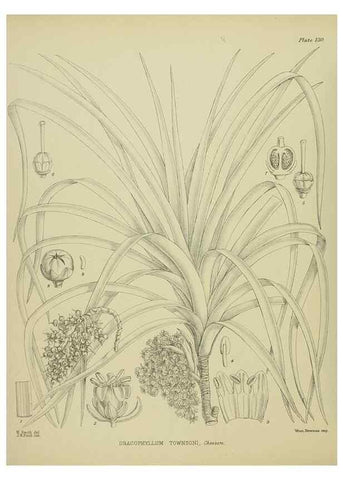 Reproducción/Reproduction 23839161382: Illustrations of the New Zealand flora /. Wellington :John Mackay, Govt. Printer,1914.