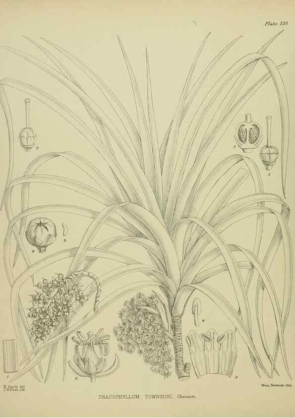 Reproducción/Reproduction 23839161382: Illustrations of the New Zealand flora /. Wellington :John Mackay, Govt. Printer,1914.