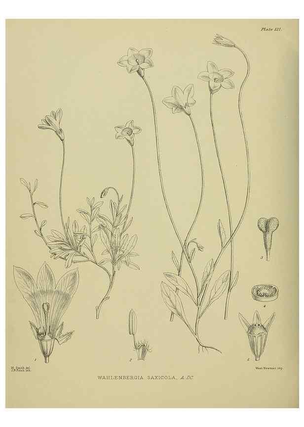 Reproducción/Reproduction 23320173723: Illustrations of the New Zealand flora /. Wellington :John Mackay, Govt. Printer,1914.
