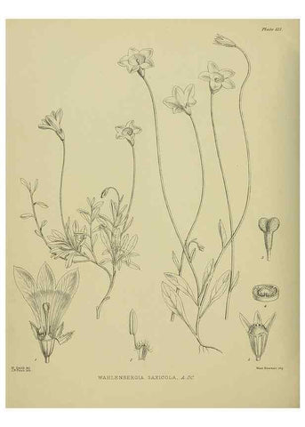 Reproducción/Reproduction 23320173723: Illustrations of the New Zealand flora /. Wellington :John Mackay, Govt. Printer,1914.
