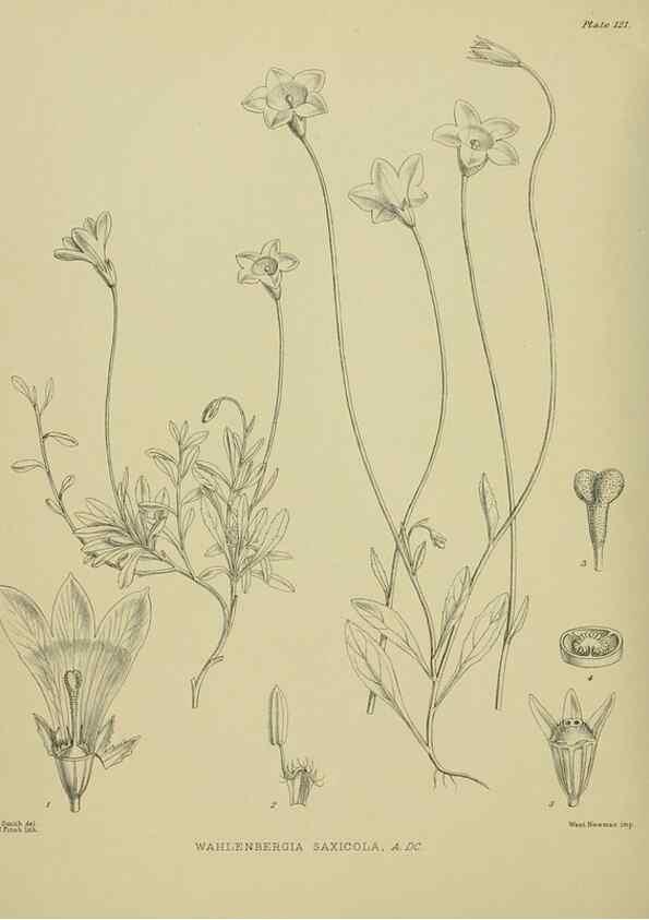 Reproducción/Reproduction 23320173723: Illustrations of the New Zealand flora /. Wellington :John Mackay, Govt. Printer,1914.