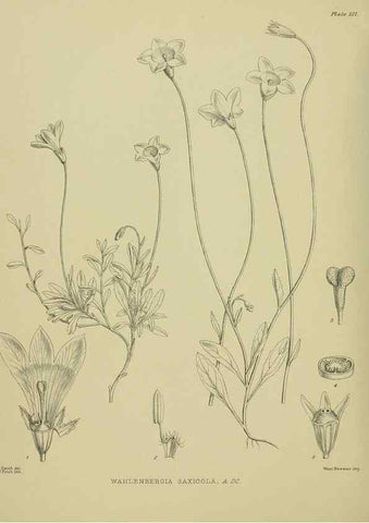 Reproducción/Reproduction 23320173723: Illustrations of the New Zealand flora /. Wellington :John Mackay, Govt. Printer,1914.